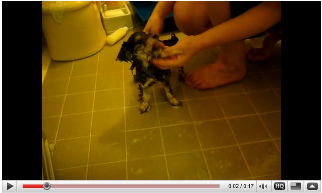 シャンプーは苦手だよ～！