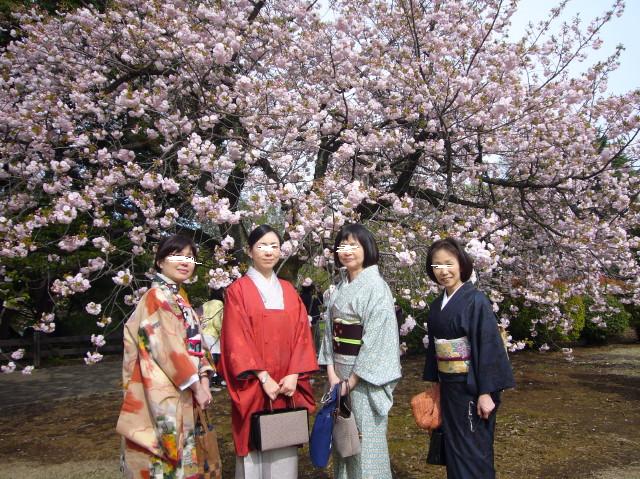 新宿御苑桜（一葉）20100418.jpg