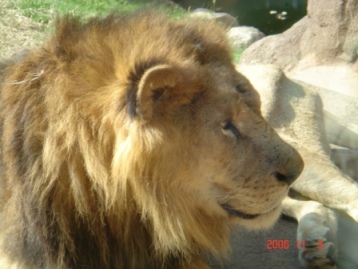 ライオン３