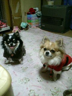 ごちそうだねぇニヒヒｗ＞小龍＆天津