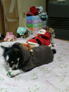 ファンヒーターの前は快適♪＞小龍＆天津