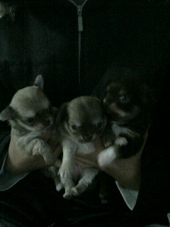 ３BABY'S