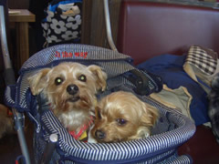 ハピももちゃん