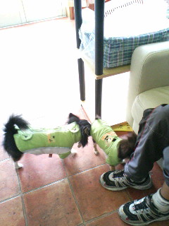 久しぶりだなぁ＞天津　ｺｺがﾊﾟﾊﾟの実家でちゅね＞燕龍