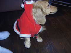 ティアラサンタちゃん？可愛いぃ♪