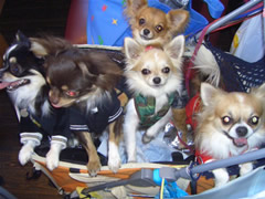 我が家の５チワワ～ズ