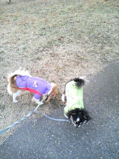 外は寒いけど散歩は楽しいなぁ＞小龍＆天津