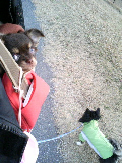 ﾎﾞｸ、高見の見物でちゅっ＞燕龍