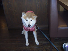 りくちゃん、今回もおとなしい♪