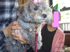 初参加のパピコちゃん