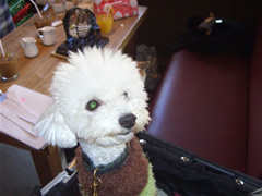 こちらも初参加のコロンちゃん