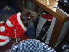 テンちゃんもサンタ嬢♪