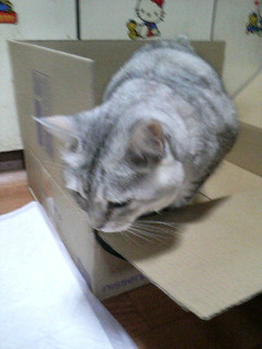 箱入り娘にヒドイわねぇｗｗｗ＞るるん