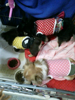 ３チ～仲良くご飯×２♪＞小龍＆天津＆燕龍