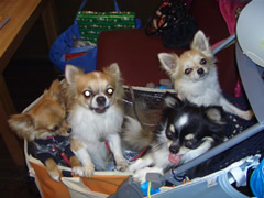 カートで待機中ぅ♪