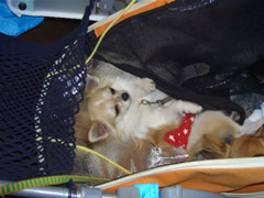 眠くて仕方ない神龍くん