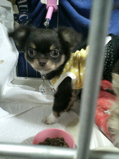 似合ってまちゅか？＞燕龍