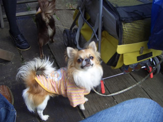 オレっち、イケメ～ン♪＜小龍