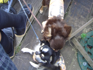 天津パパ、このあと何するでしゅか？＜燕龍