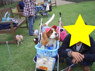 ポポロくん、パパお手製のカートで♪