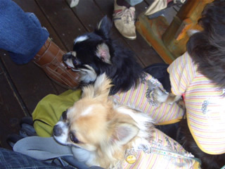 飯くわせ～＜小龍＆天津くん