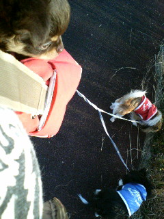 ﾎﾞｸも早く散歩したいでちゅ＞燕龍