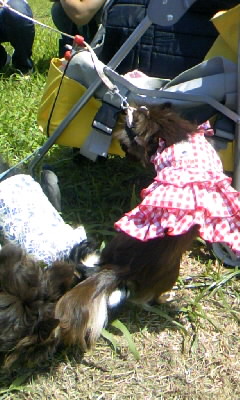 テンちゃんモテモテ♪