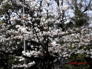 今年初の桜