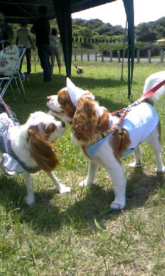 久しぶりにポポロくんに会った♪