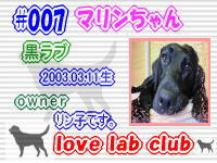 love lab club