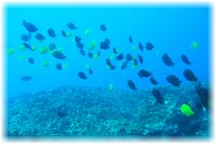 2006-01-12_ディンプル08