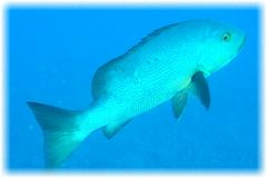 2006-01-12_ディンプル09