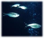 2006-01-10_グロット07