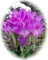 2006-09-17_紫竹ガーデン05