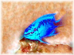 スプリンガーズダムゼル