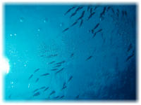 2006-01-11_ICECREAM01