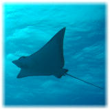 2006-01-11_ICECREAM02