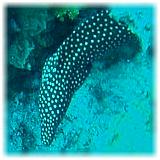 2006-01-11_ICECREAM03