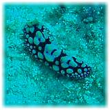 2006-01-11_ICECREAM05