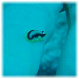 2006-01-11_ICECREAM06