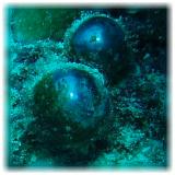 2006-01-11_ICECREAM07