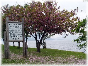 洞爺湖　桜