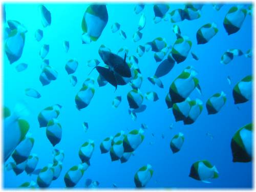 2006-01-12_ディンプル01