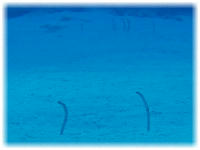 2006-01-10_オブジャンビーチ03