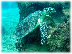 2006-01-13_ラウラウビーチ04