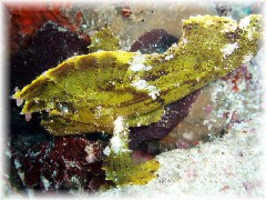 ハダカハオコゼ