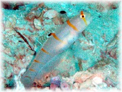 ニチリンダテハゼ