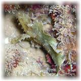 2006-01-13_ラウラウビーチ06