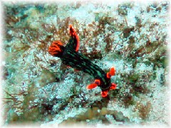 アカフチリュウグウウミウシ