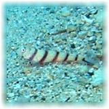 2006-01-13_ラウラウビーチ07